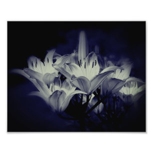 Lily bloemen in zwart en wit 8x10 foto afdruk