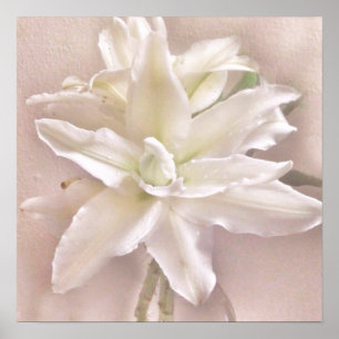 Lily Blossom Blush Poster