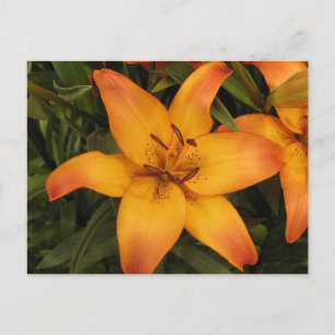 Lily Briefkaart