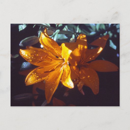 Lily | BRIEFKAART (Voorkant)