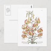 Lily Briefkaart (Voorkant / Achterkant)