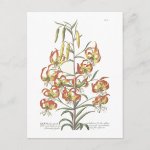 Lily Briefkaart