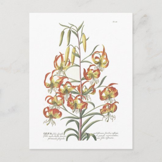 Lily Briefkaart (Voorkant)