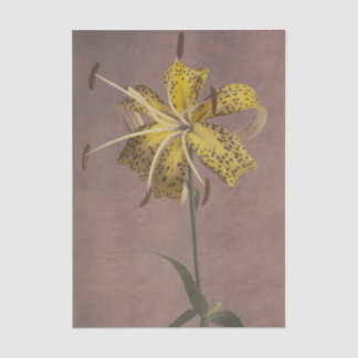 Lily by Ogawa Kazumasa  Tissuepapier