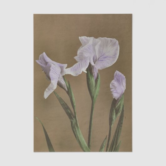 Lily by Ogawa Kazumasa Tissuepapier (Voorkant)