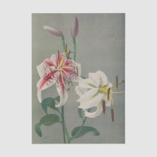 Lily by Ogawa Kazumasa Tissuepapier