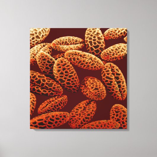 Lily Canvas Afdruk (Voorkant)
