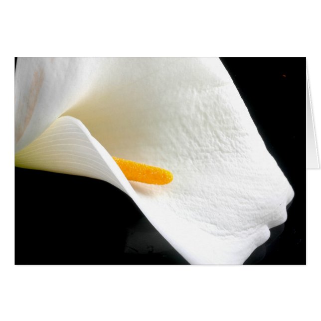 Lily Card (Voorkant Horizontaal)