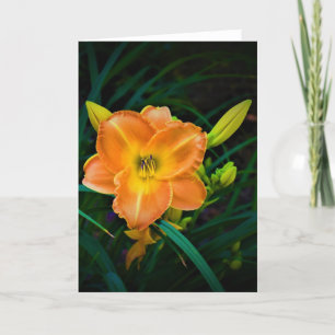 Lily, carte