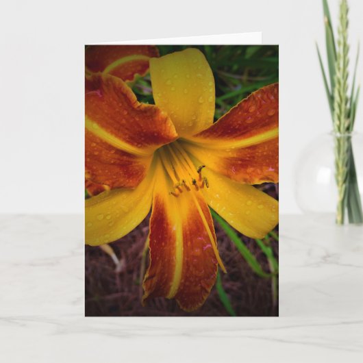 Lily, carte (Devant)
