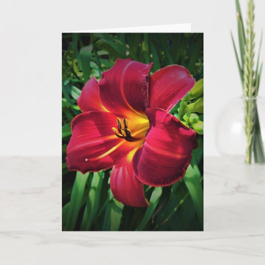 Lily, carte (Devant)
