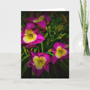 Lily, carte