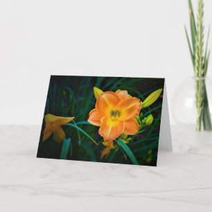 Lily, carte