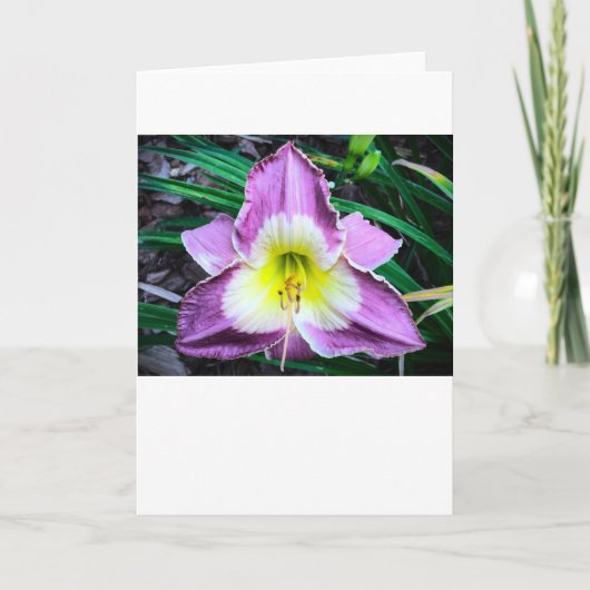 Lily, carte (Devant)