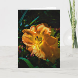 Lily, carte