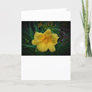 Lily, carte