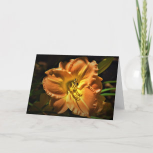 Lily, carte