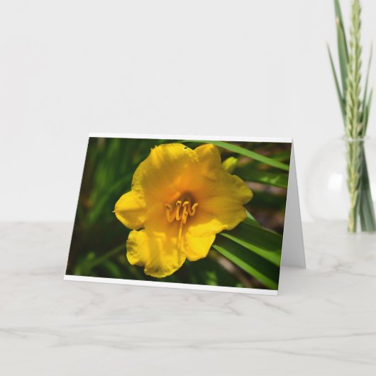 Lily, carte (Devant)