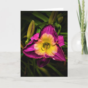 Lily, carte