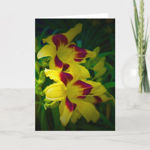 Lily, carte
