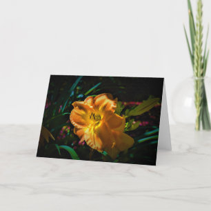 Lily, carte