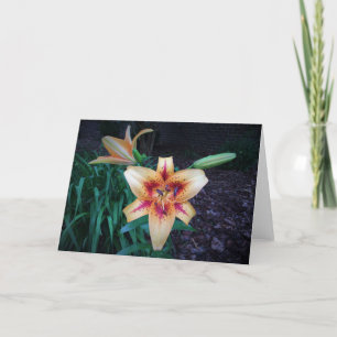 Lily, carte