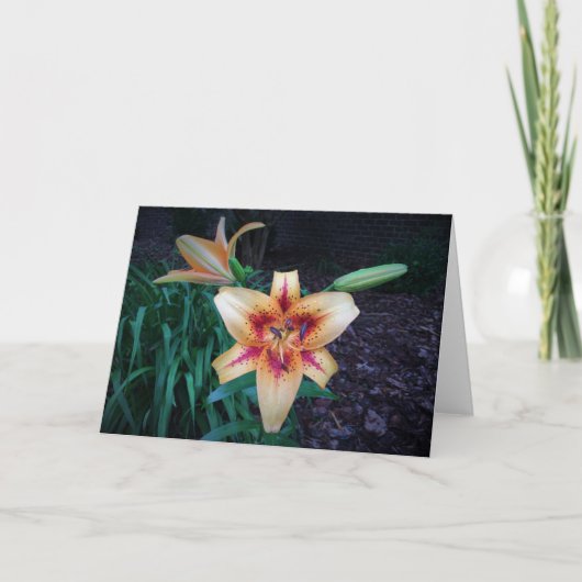 Lily, carte (Devant)