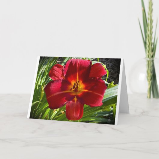 Lily, carte (Devant)