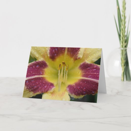 Lily, carte (Devant)