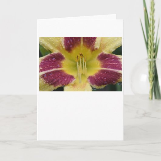 Lily, carte (Devant)