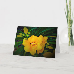 Lily, carte