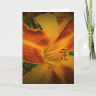 Lily, carte