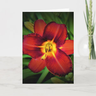 Lily, carte
