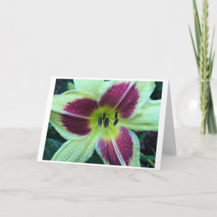 Lily, carte