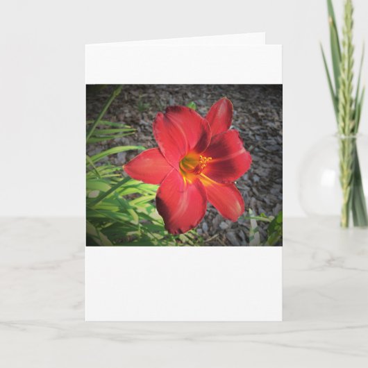 Lily, carte (Devant)