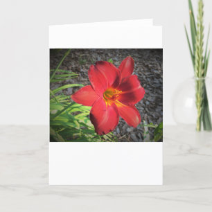 Lily, carte