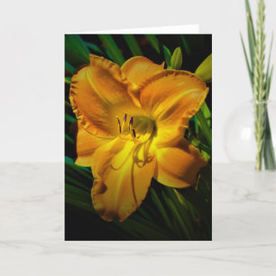 Lily, carte