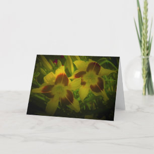 Lily, carte