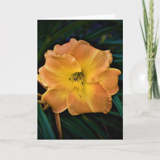 Lily, carte (Devant)