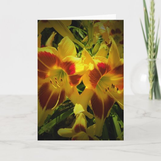 Lily, carte (Devant)