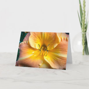 Lily, carte