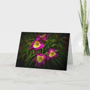 Lily, carte