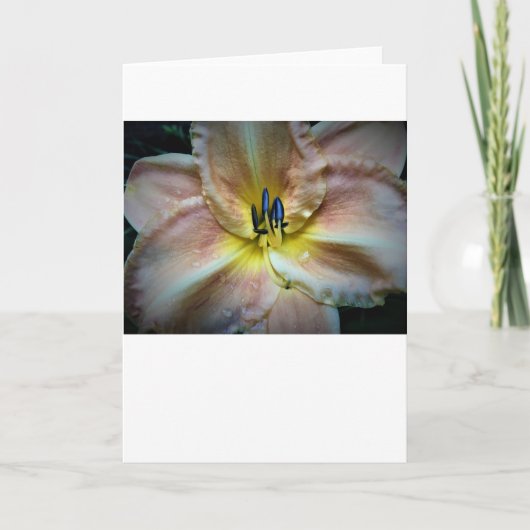 Lily, carte (Devant)