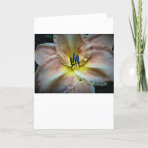 Lily, carte