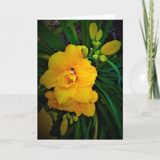 Lily, carte (Devant)