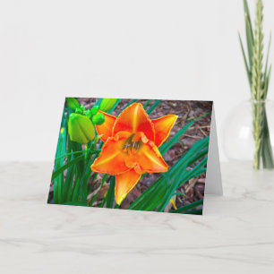 Lily, carte