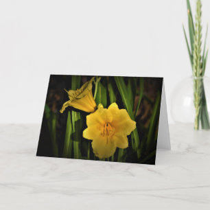 Lily, carte