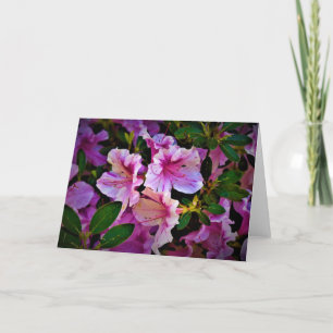 Lily, carte