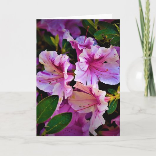 Lily, carte (Devant)