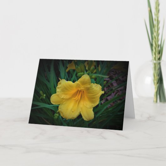 Lily, carte (Devant)